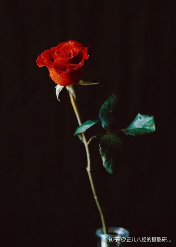 一朵玫瑰照片高级感
