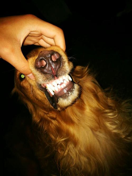 狗牙齿图片