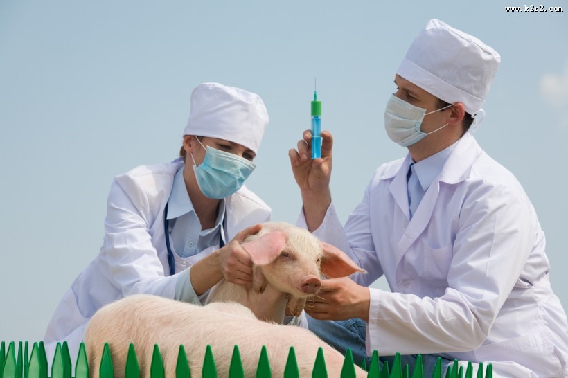 抱着猪的兽医图片