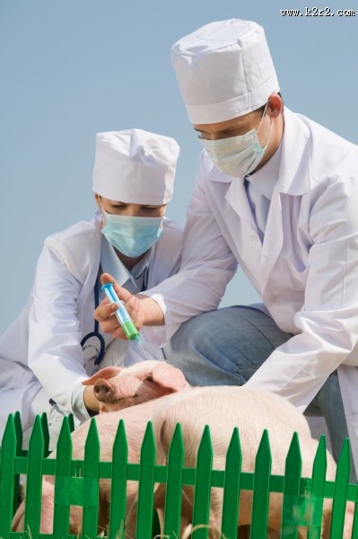 抱着猪的兽医图片