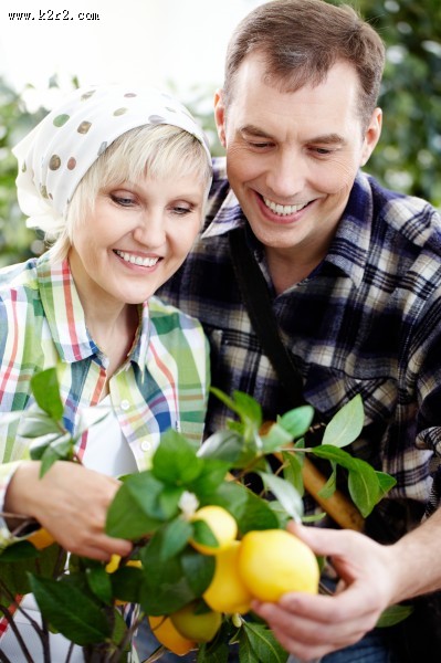 采摘蔬果的农民图片