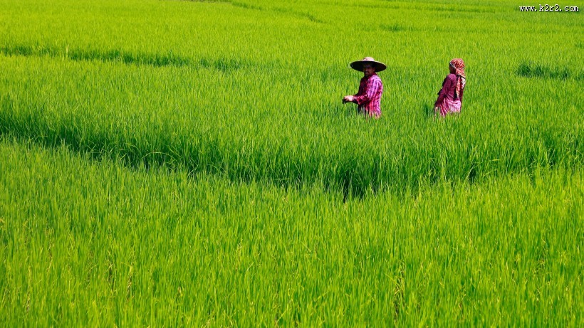 农田里的农民图片