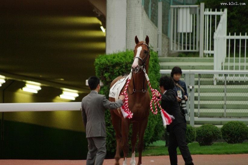 牵着马的男子图片