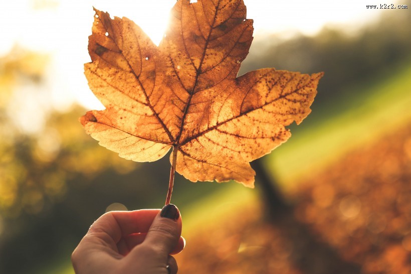 手拿落叶的人物图片