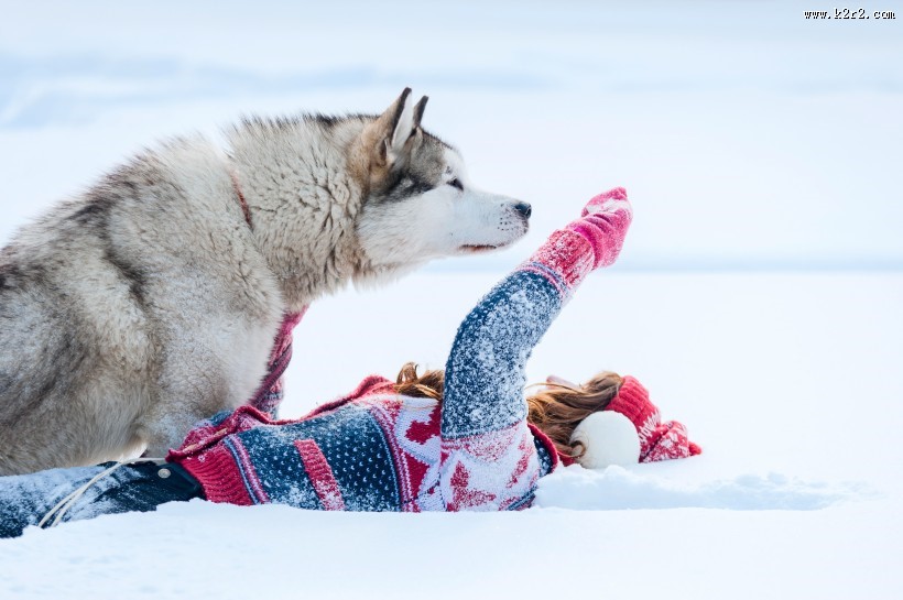 欧美美女和哈士奇玩耍图片