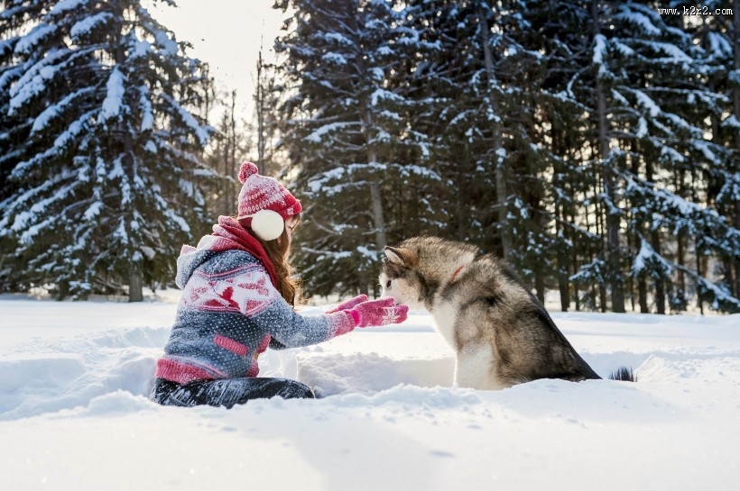 欧美美女和哈士奇玩耍图片