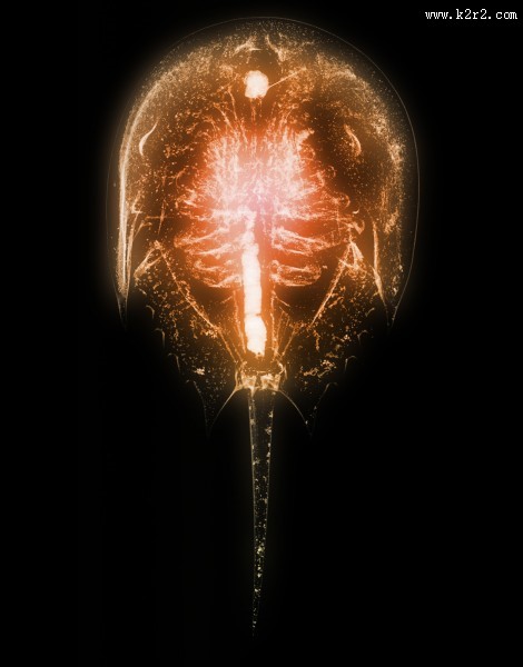 X光下的人物图片大全