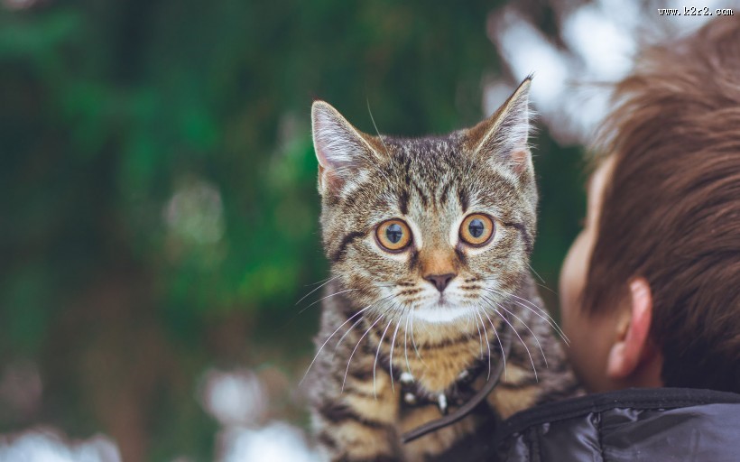猫与人的友好图片