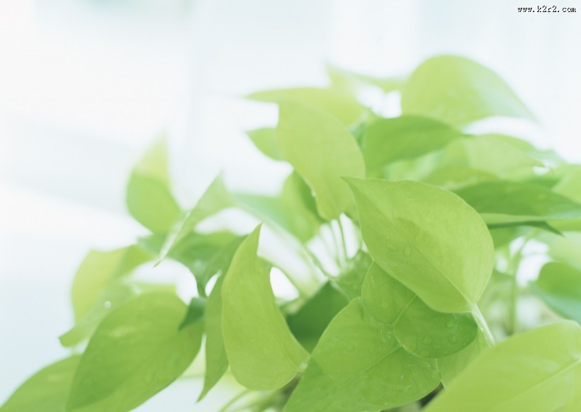 女性清晨喝水图片