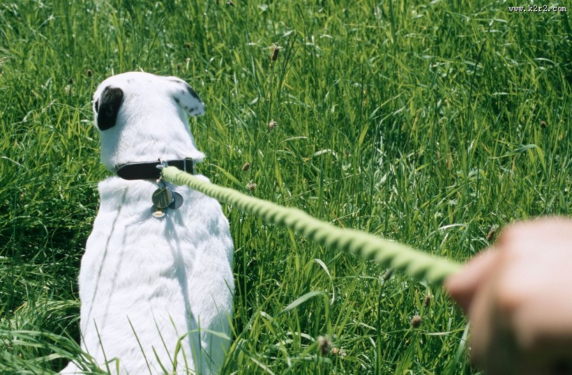 和宠物草地玩耍图片