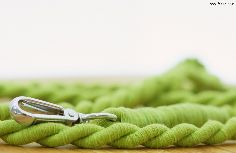 和宠物草地玩耍图片