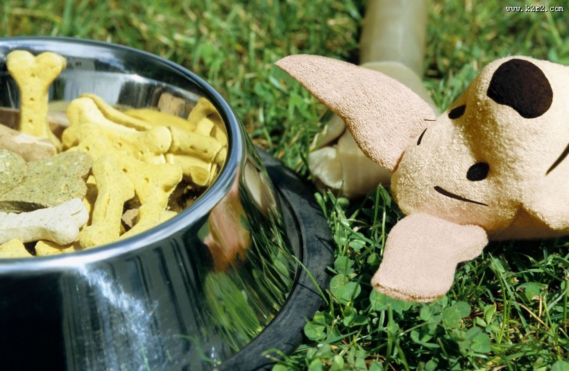 和宠物草地玩耍图片