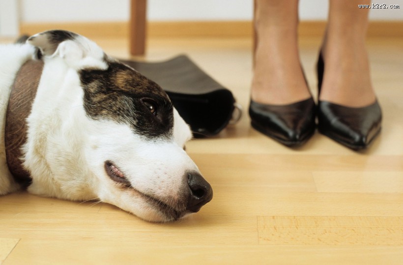 和宠物在家生活图片