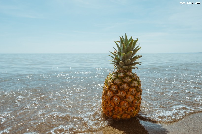 外皮粗糙的菠萝图片