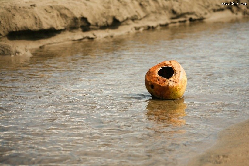椰子的高清图片