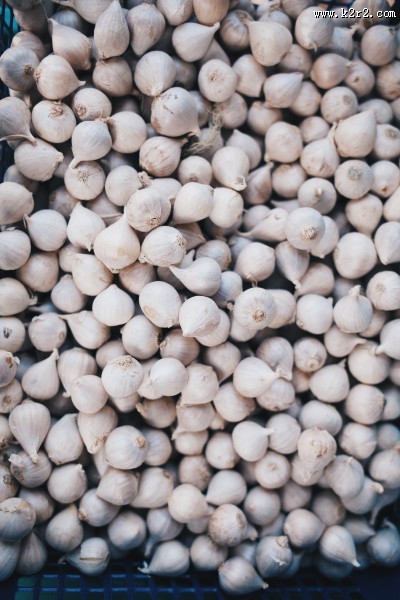 扁球形的大蒜图片