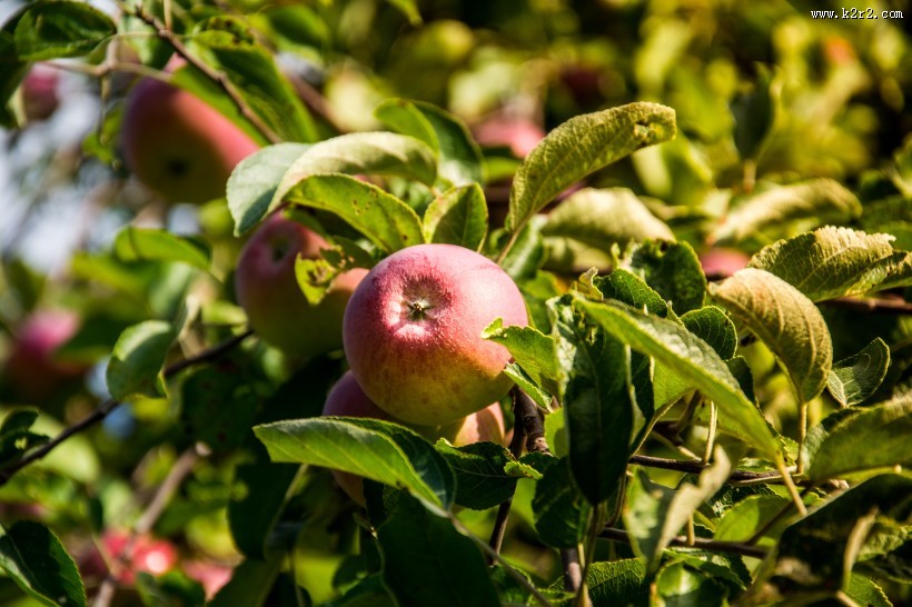 挂在树上的苹果图片