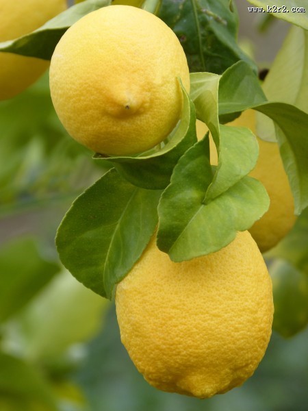 挂在枝头的柠檬图片大全