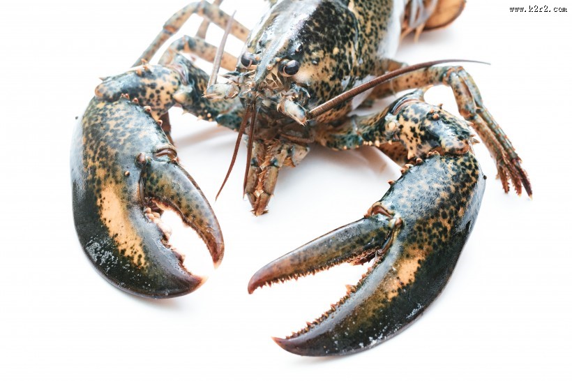 外壳坚硬的龙虾图片
