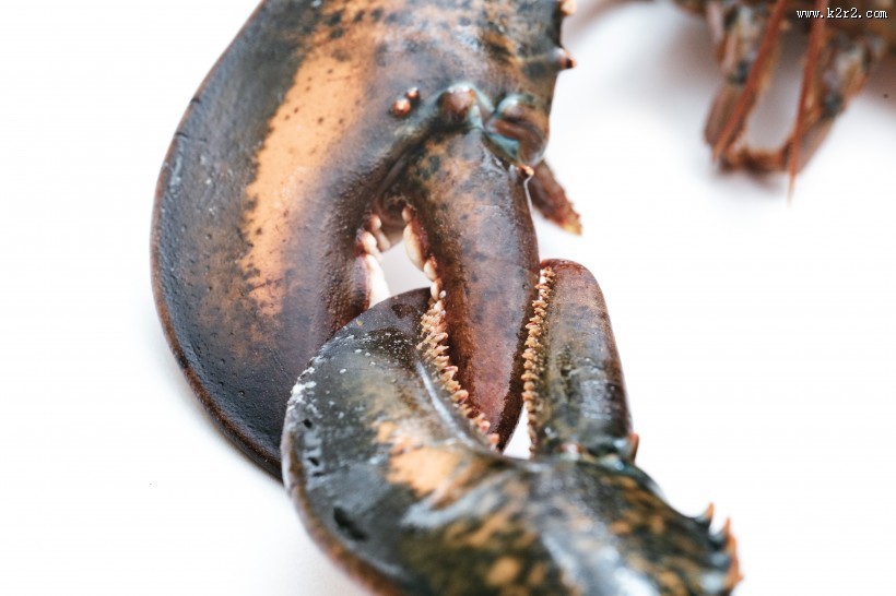 外壳坚硬的龙虾图片