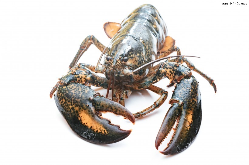 外壳坚硬的龙虾图片