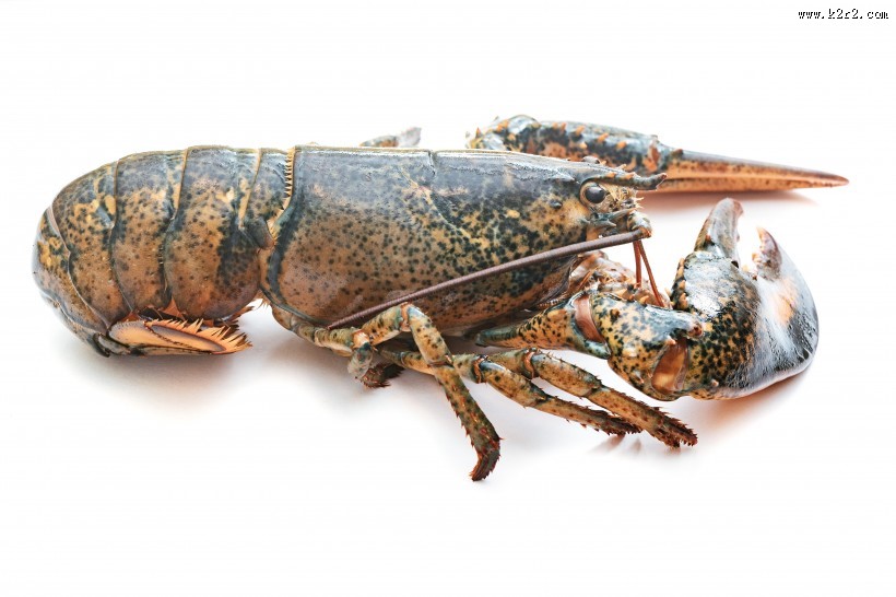 外壳坚硬的龙虾图片