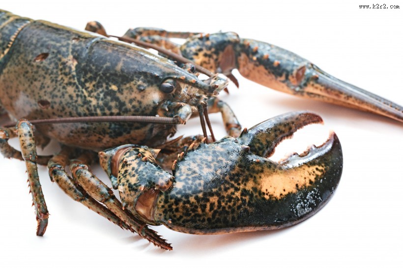 外壳坚硬的龙虾图片