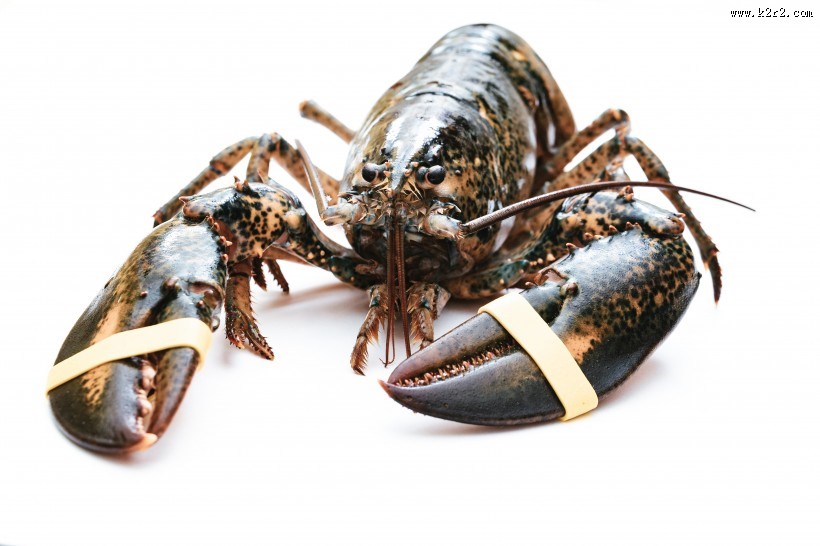 外壳坚硬的龙虾图片