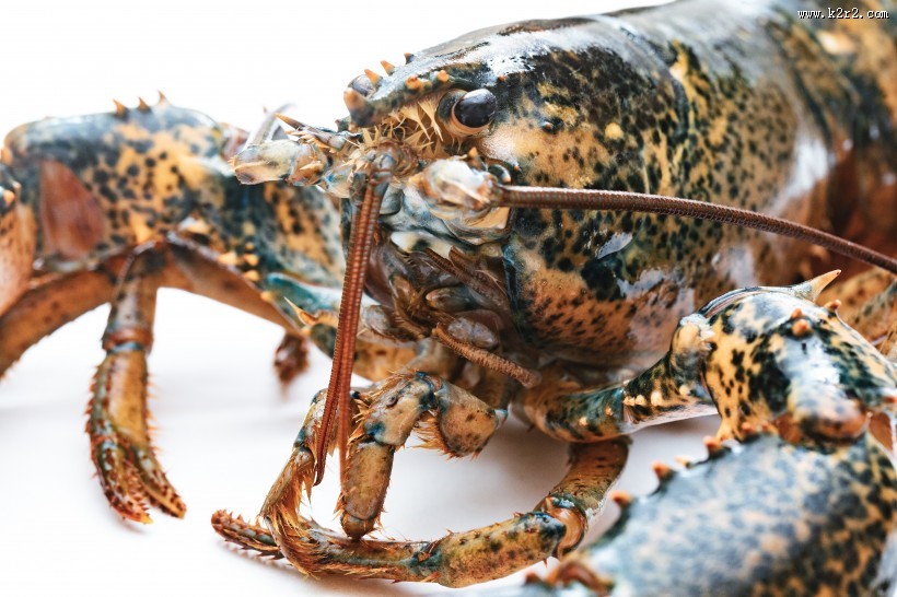 外壳坚硬的龙虾图片