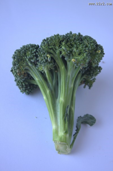 绿色新鲜的西兰花图片大全