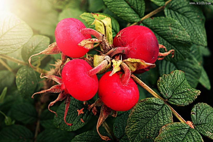 红色野生的玫瑰果图片