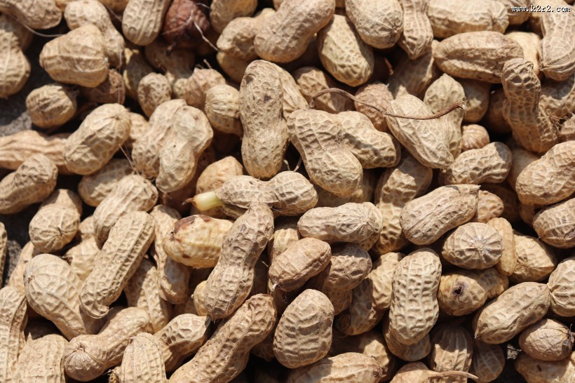 营养又美味的花生图片大全