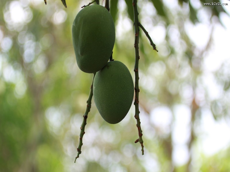 香甜的芒果图片