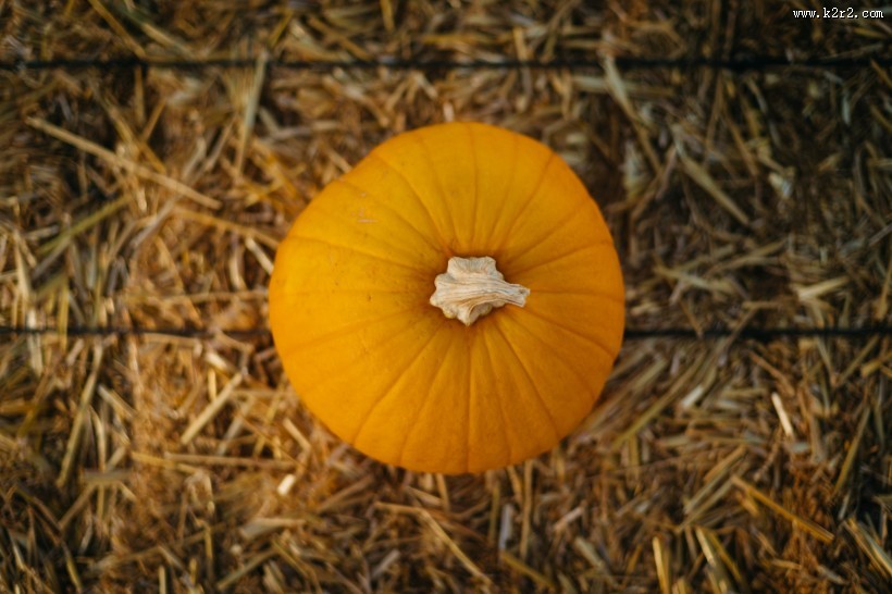 香甜的南瓜图片大全