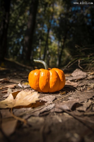 香甜的南瓜图片大全