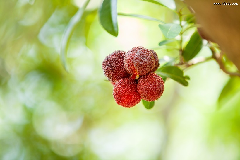 红色甘甜的慈溪杨梅图片大全