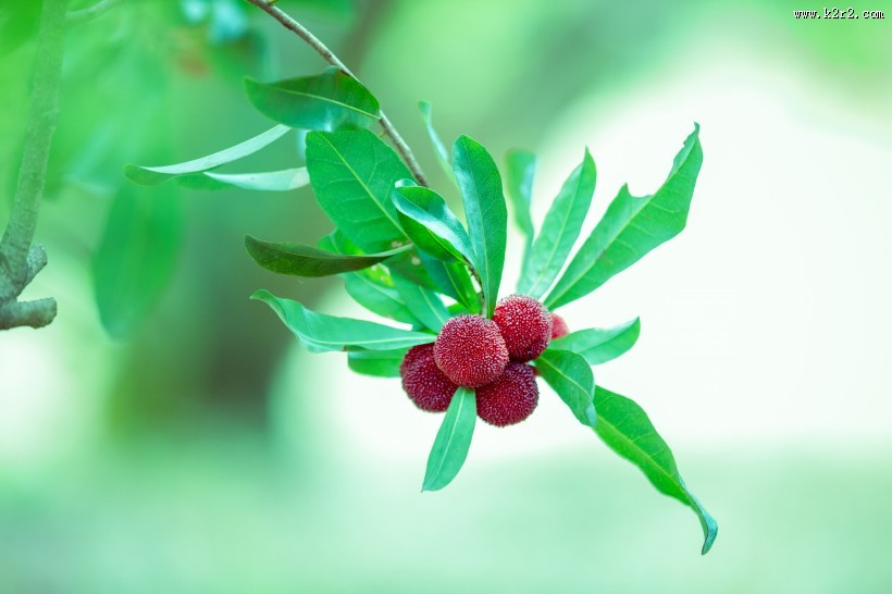 红色甘甜的慈溪杨梅图片大全