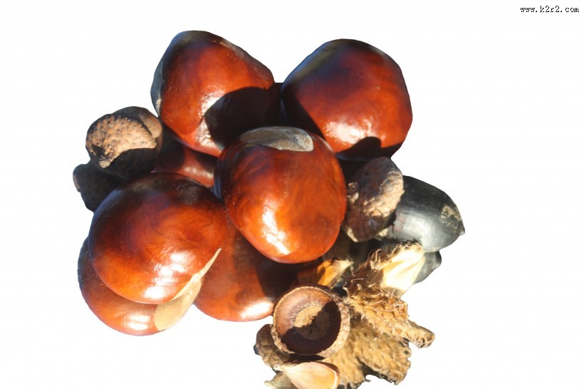 新鲜美味的板栗图片