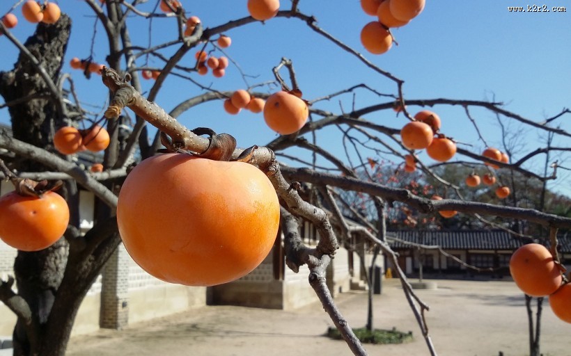 香甜的柿子图片