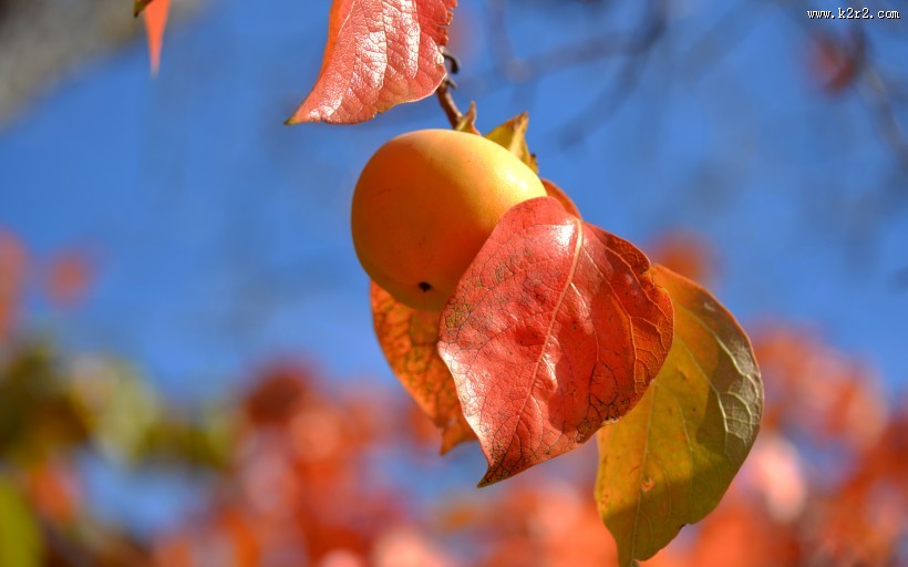 香甜的柿子图片