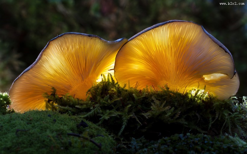 美味的秀珍菇图片大全