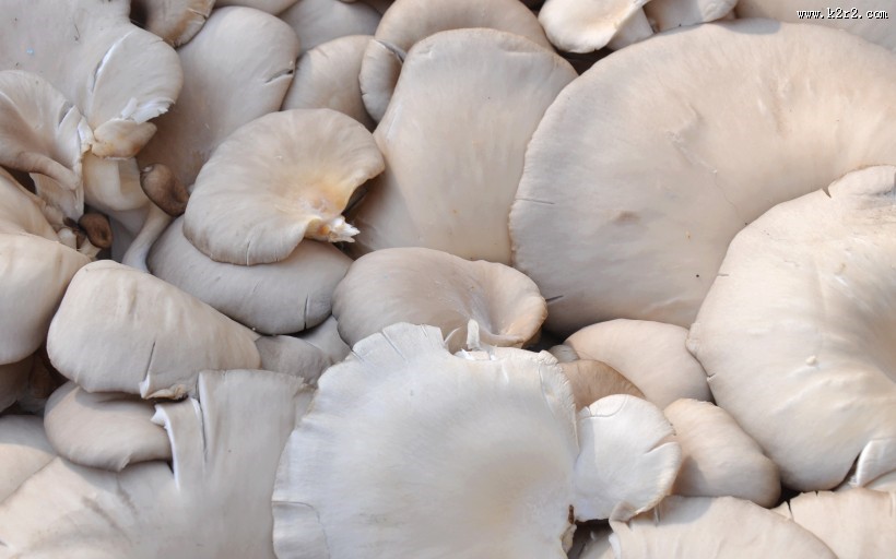 美味的秀珍菇图片大全