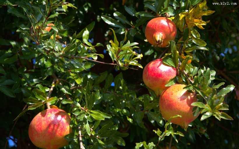 树上的石榴图片