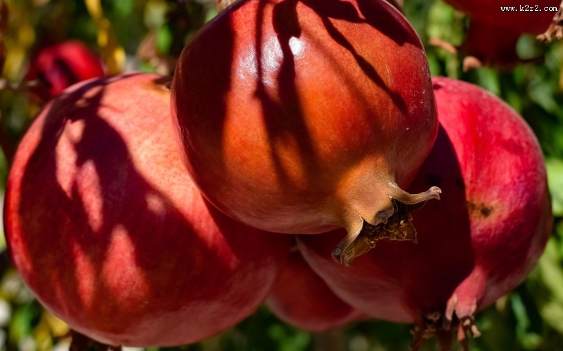 树上的石榴图片