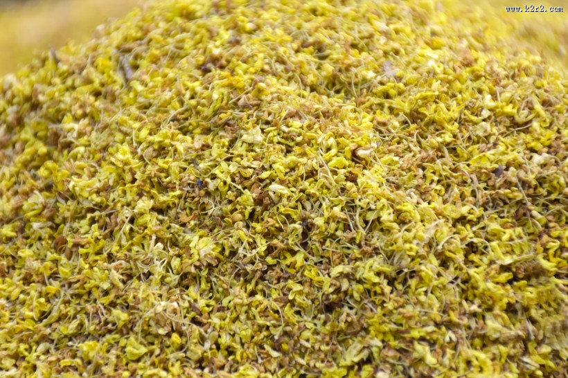 清香怡人的桂花茶图片