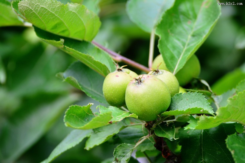 美味的青苹果图片