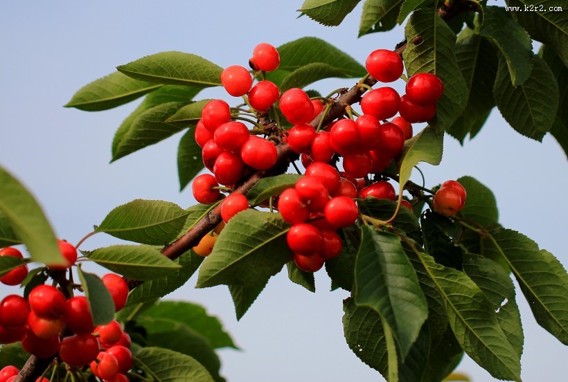 烟台大樱桃图片