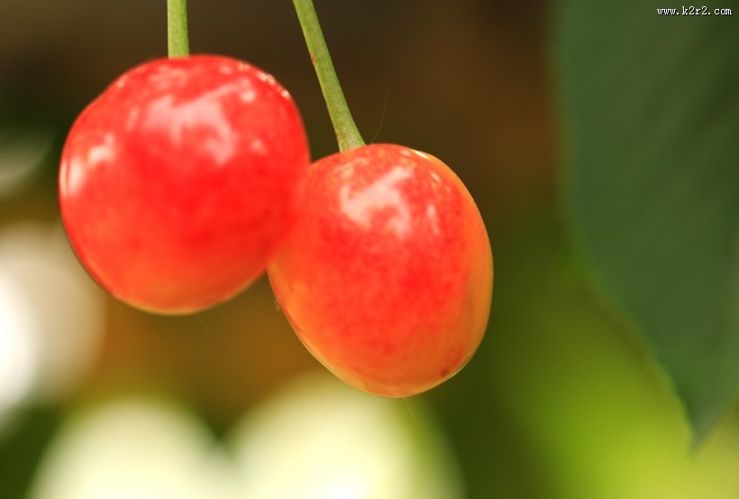 烟台大樱桃图片