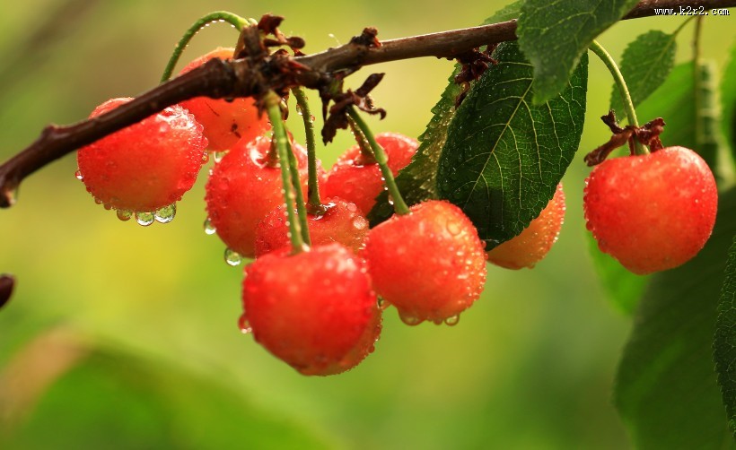 烟台大樱桃图片