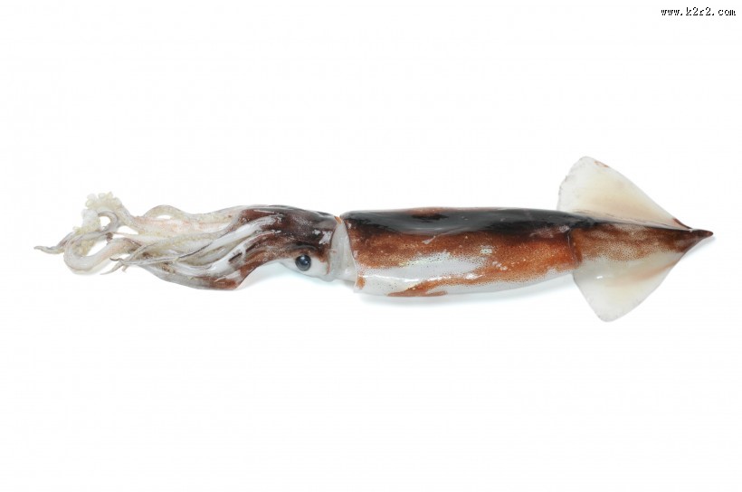 新鲜的乌贼海鲜图片大全